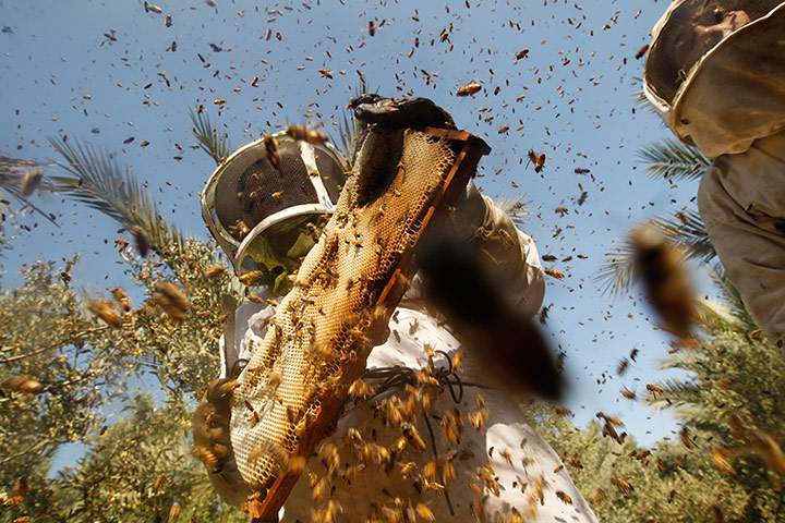 Gaza life: Palestinian beekeepers inspect hives.