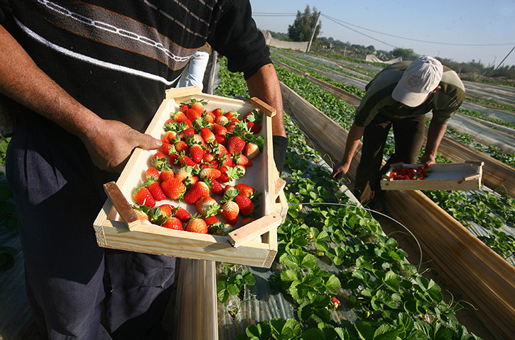Gaza life: Strawberries in Beit Lahia.