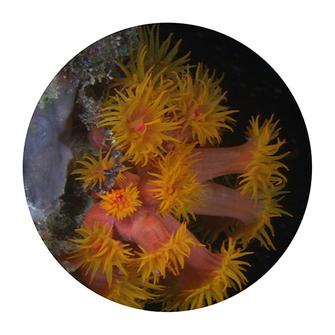 Exhibitionist 0906: Lynette Walworth