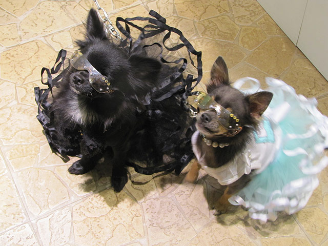 Japanese pet dogs: Dogs wearing designer tutus and sunglasses
