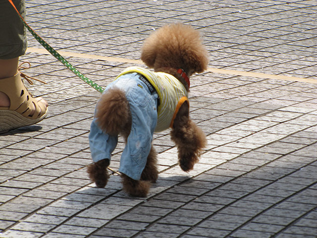 Japanese pet dogs: A dog wearing jeans and a vest