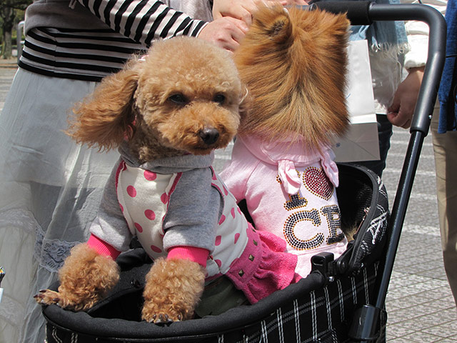 Japanese pet dogs: Dressed up dogs in Japan