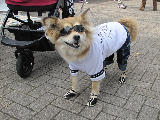 shoes dogs wearing dog japan pet animals pampered shirt japanese sunglasses wild jeans doggies funky guardian