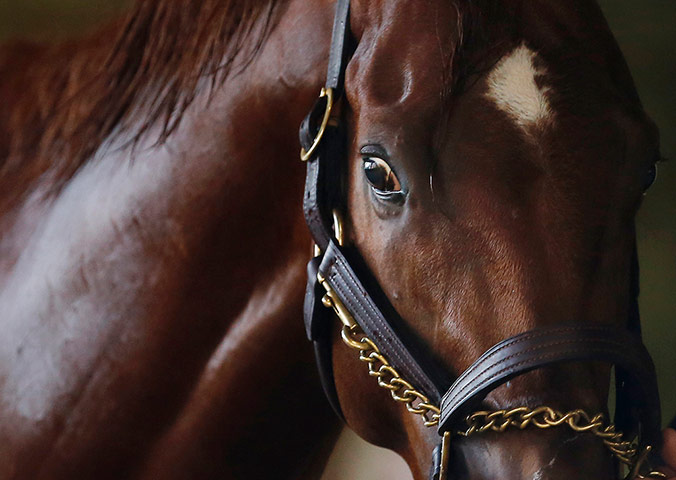 24 Hours: I'll Have Another prepares for Belmont Stakes