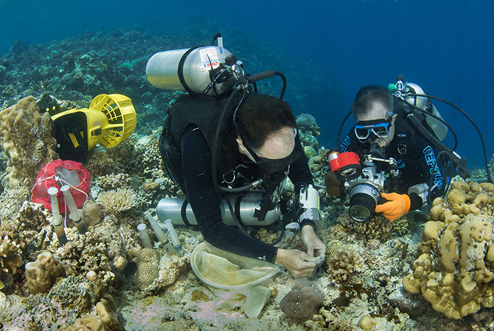 Marine Survey: Reef Fishes of the East Indies