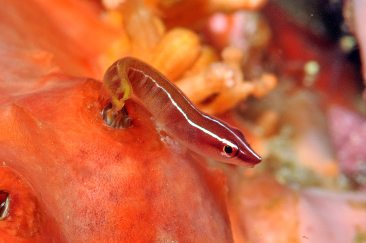 Marine Survey: Reef Fishes of the East Indies