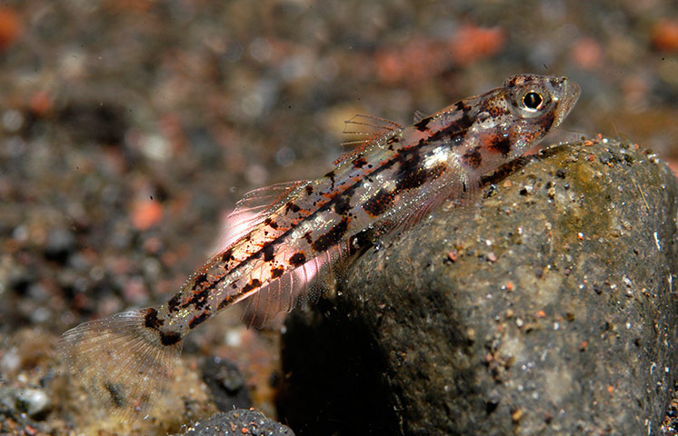 Marine Survey: Reef Fishes of the East Indies