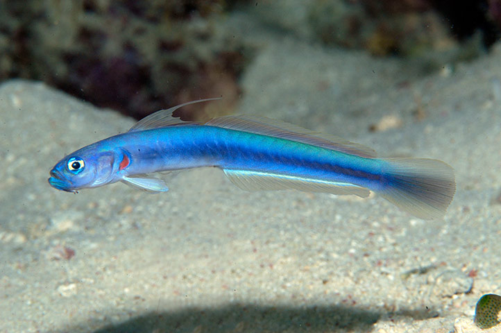 Marine Survey: Reef Fishes of the East Indies