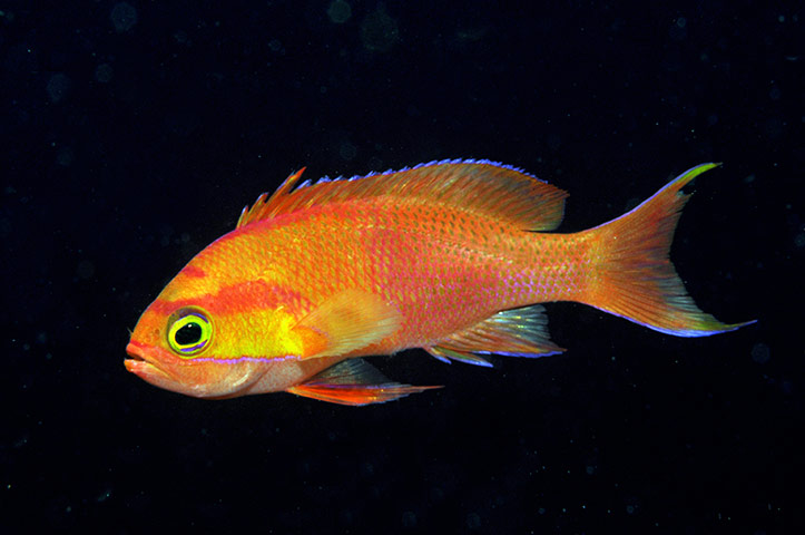 Marine Survey: Reef Fishes of the East Indies