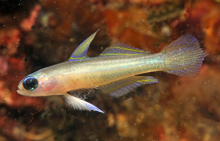 Marine Survey: Reef Fishes of the East Indies