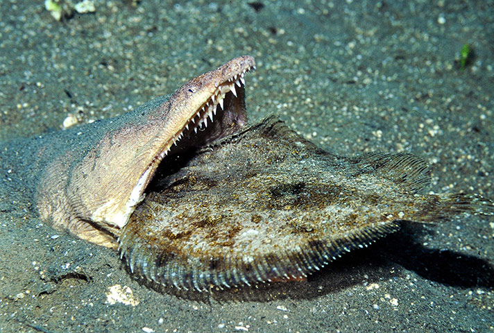 Marine Survey: Reef Fishes of the East Indies