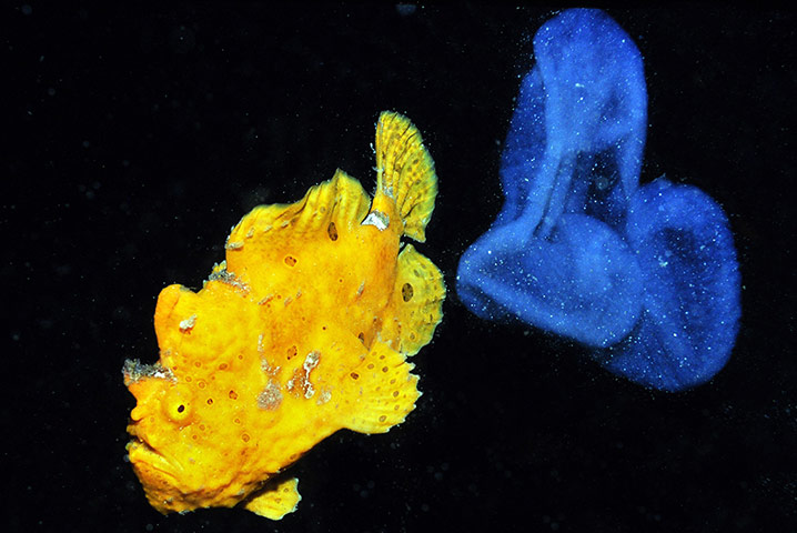 Marine Survey: Reef Fishes of the East Indies