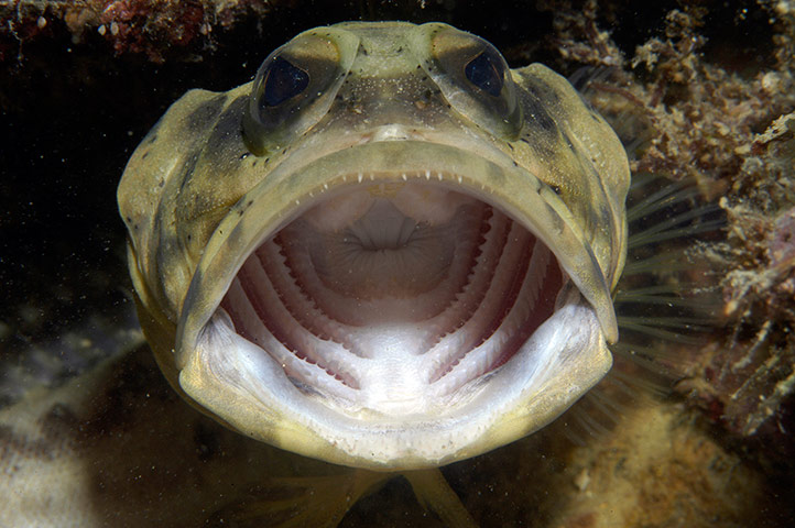 Marine Survey: Reef Fishes of the East Indies