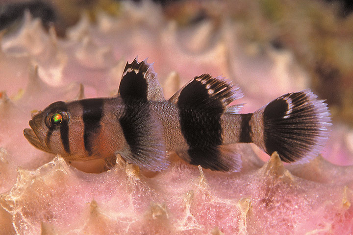 Marine Survey: Reef Fishes of the East Indies