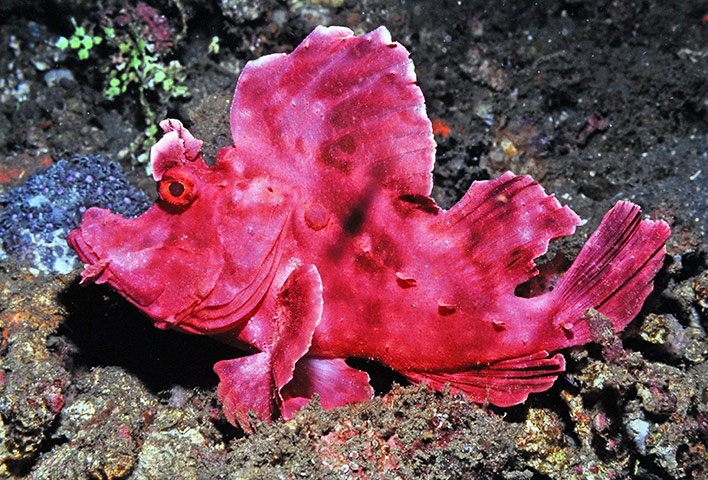 Marine Survey: Reef Fishes of the East Indies