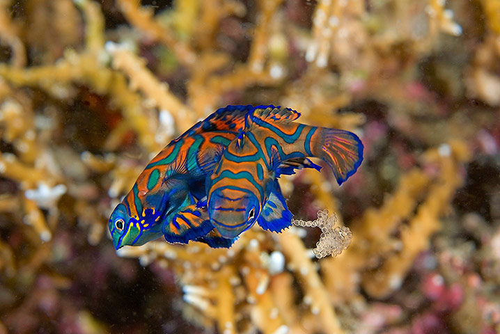 Marine Survey: Reef Fishes of the East Indies