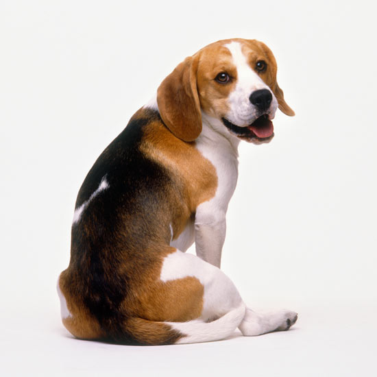 Seated beagle looking over shoulder