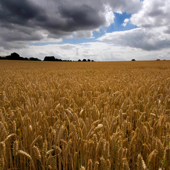 Sunset and a field of wheat