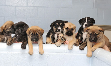  - Puppies-named-after-Engla-008