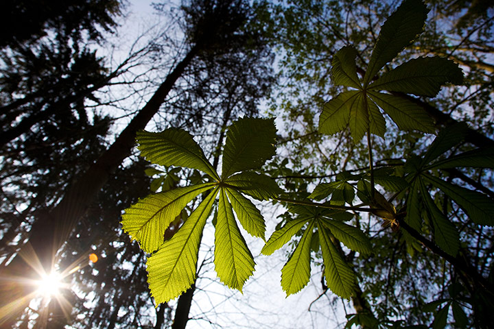 Lorax-Deciduous trees v2: Common horse chestnut (Aesculus hippocastanum) leaves