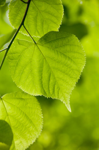 Lorax-Deciduous trees v2: Lime (Tilia cordata) leaves