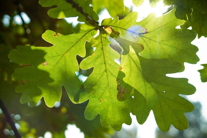 Lorax-Deciduous trees v2: Oak tree leaves (quercus robur)