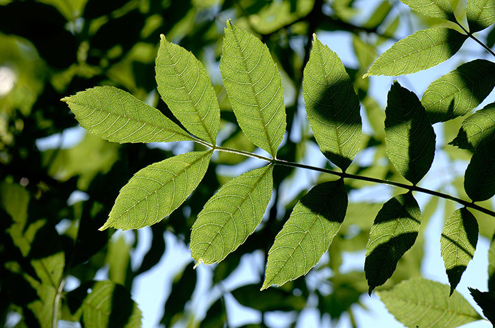 Deciduous leaves 2: Ash leaves - Fraxinus excelsior - larger