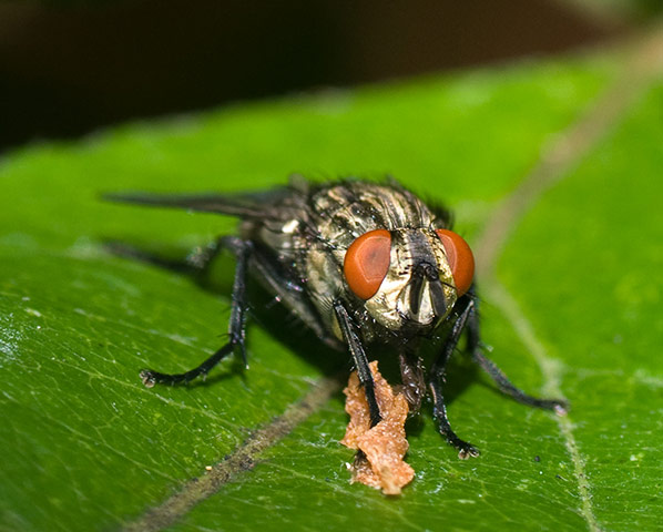 Your Pictures: A fly enjoying a feast