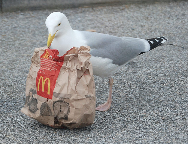 Your Pictures: The bag looked heavy enough to contain a feast for this lucky gull