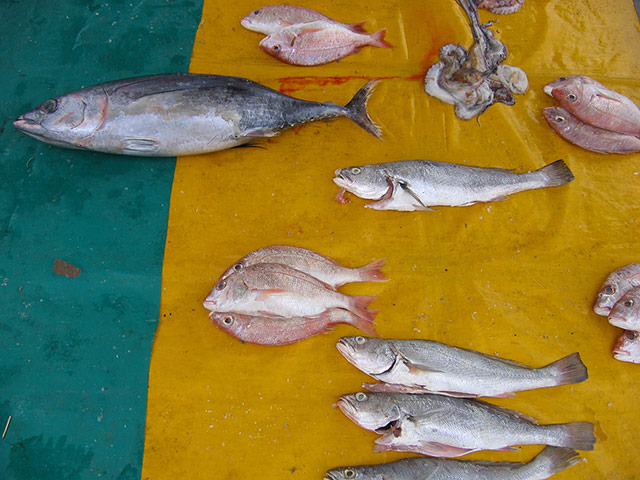 Your Pictures: Fish from the morning's catch at Simon's Town, South Africa