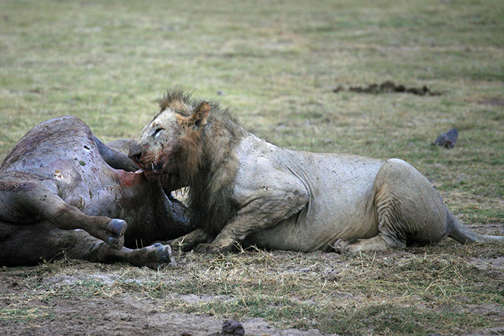 Your Pictures: A lion feasting on a buffalo