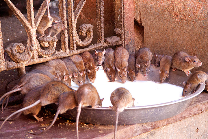 Your Pictures: The rats of the temple of Ana Mata