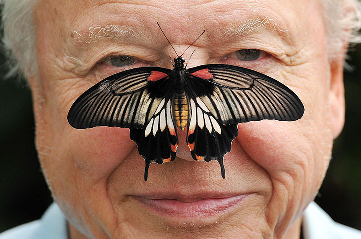 Picture desk live: Sir David Attenborough launches the Big Butterfly count at London Zoo