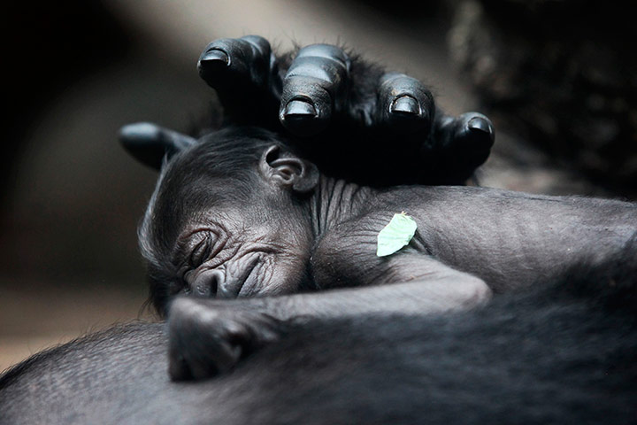 Picture Desk Live: A baby gorilla sleeps on its mother in Frankfurt