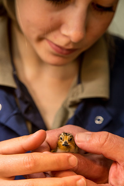 week in wildlife: Tiny spoon-billed sandpiper the first to be born in Britain
