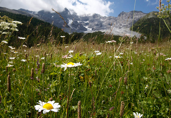 week in wildlife: Flowers are seen in front of Mount Ortler