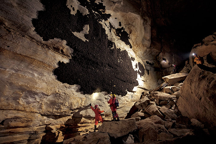 week in wildlife: Incredible Bat Caves