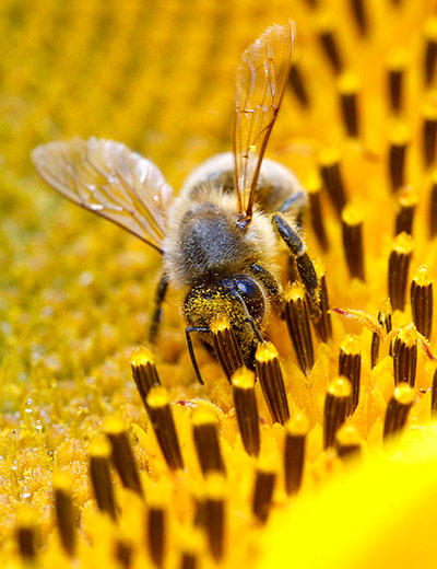 week in wildlife: A bee collects nectar from a sunflower 