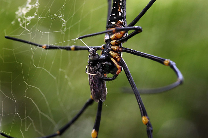 week in wildlife: A Giant Wood spider