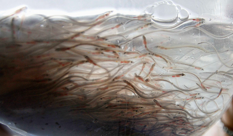week in wildlife: A plastic bag containing thousands of confiscated elvers 