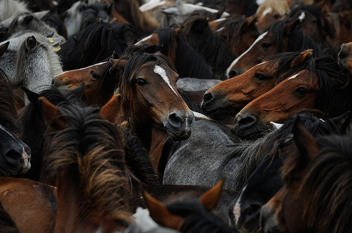 week in wildlife: Wild Horses Are Tamed and Sheared for the Rapa das Bestas