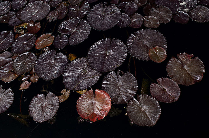 week in wildlife: Floating leaves of Water Lily flower