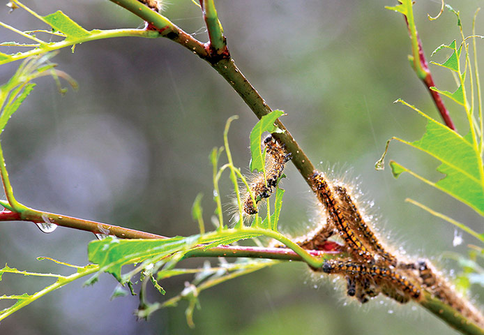 week in wildlife: western tent caterpillars on alder tree at Mount St. Helens