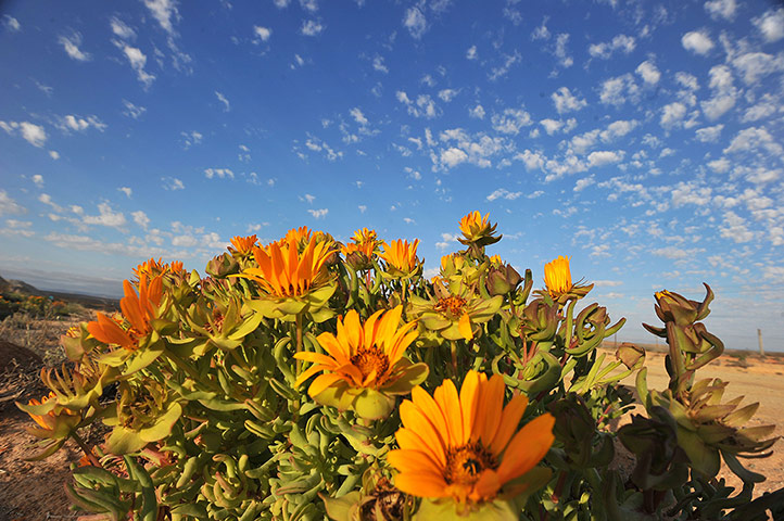 week in wildlife: The wild flowers of Namaqualand 