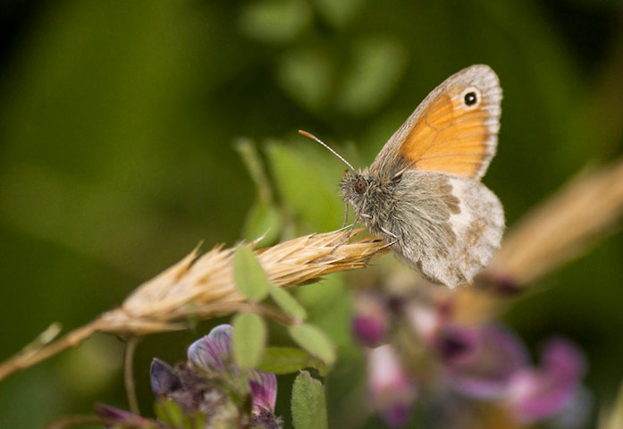 week in wildlife:  Small Heath