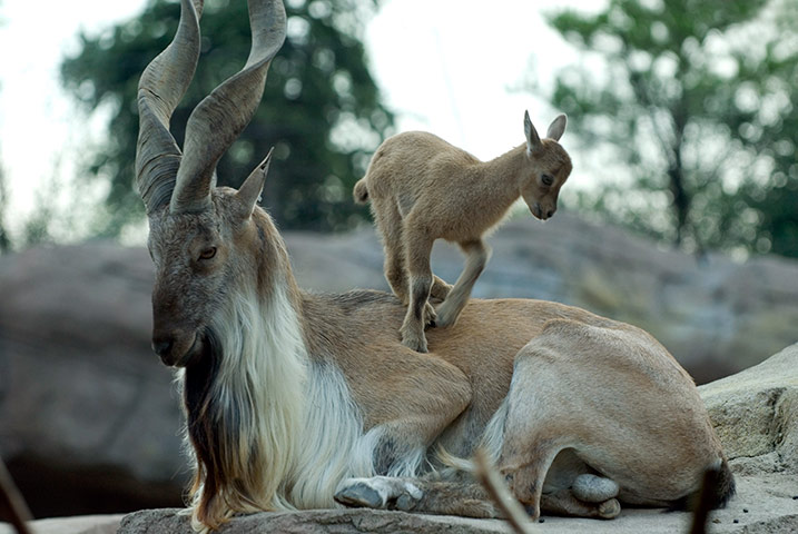 week in wildlife: Male markhor and kid 