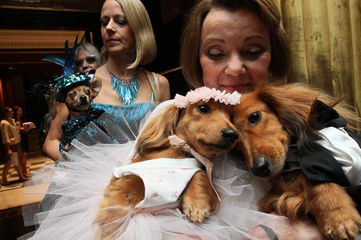 Picture Desk Live: Dog weddding in New York