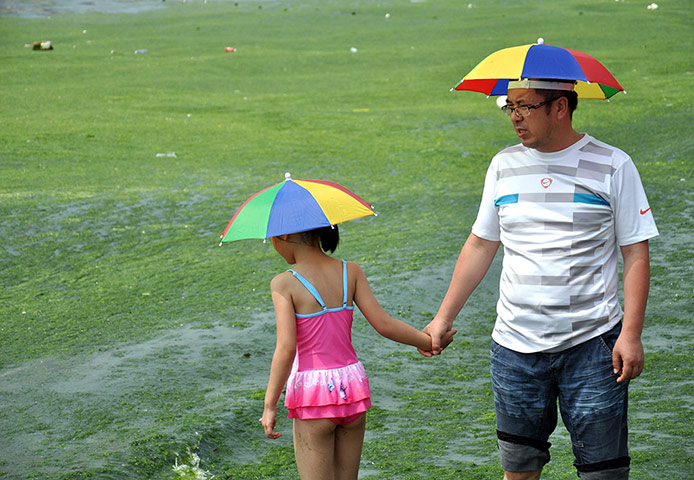 Picture Desk Live: Algae-covered beach in China