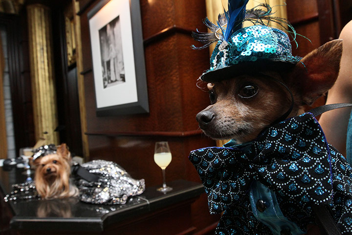 24 Hours: New York, US: Eli, a Chihuahua from New York to marry