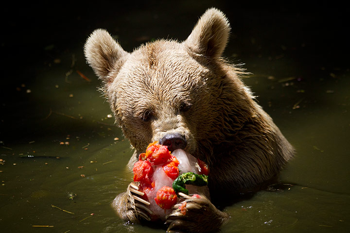 24 Hours: Tel Aviv, Israel: A Syrian brown bear eats an ice block